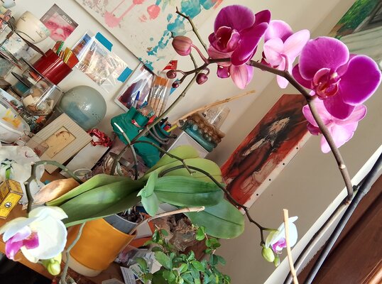 Carolina Moretti in the Studio: Il mio giardino