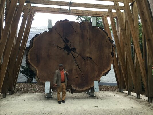 Claudio Pincas Feldman in the Studio: Meise Plantentuin Brussels (Oud Tree-Wood)