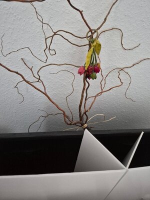 Sheida Mehr in the Studio: Blooming and unblooming!