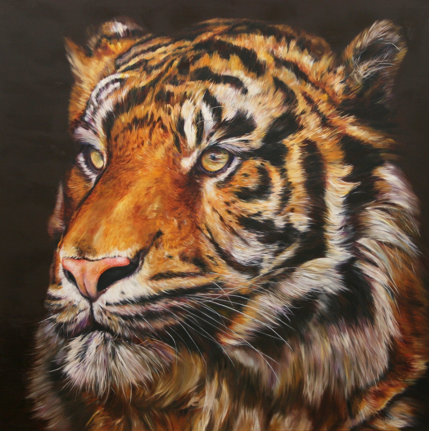 BENGAL PRINCE Peter Goodhall Original painting for sale