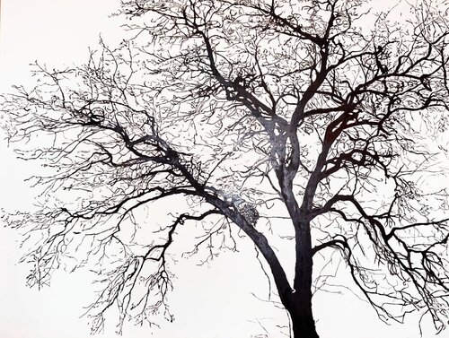Acacia by Valeria Radzievska, Painting for Sale on Select