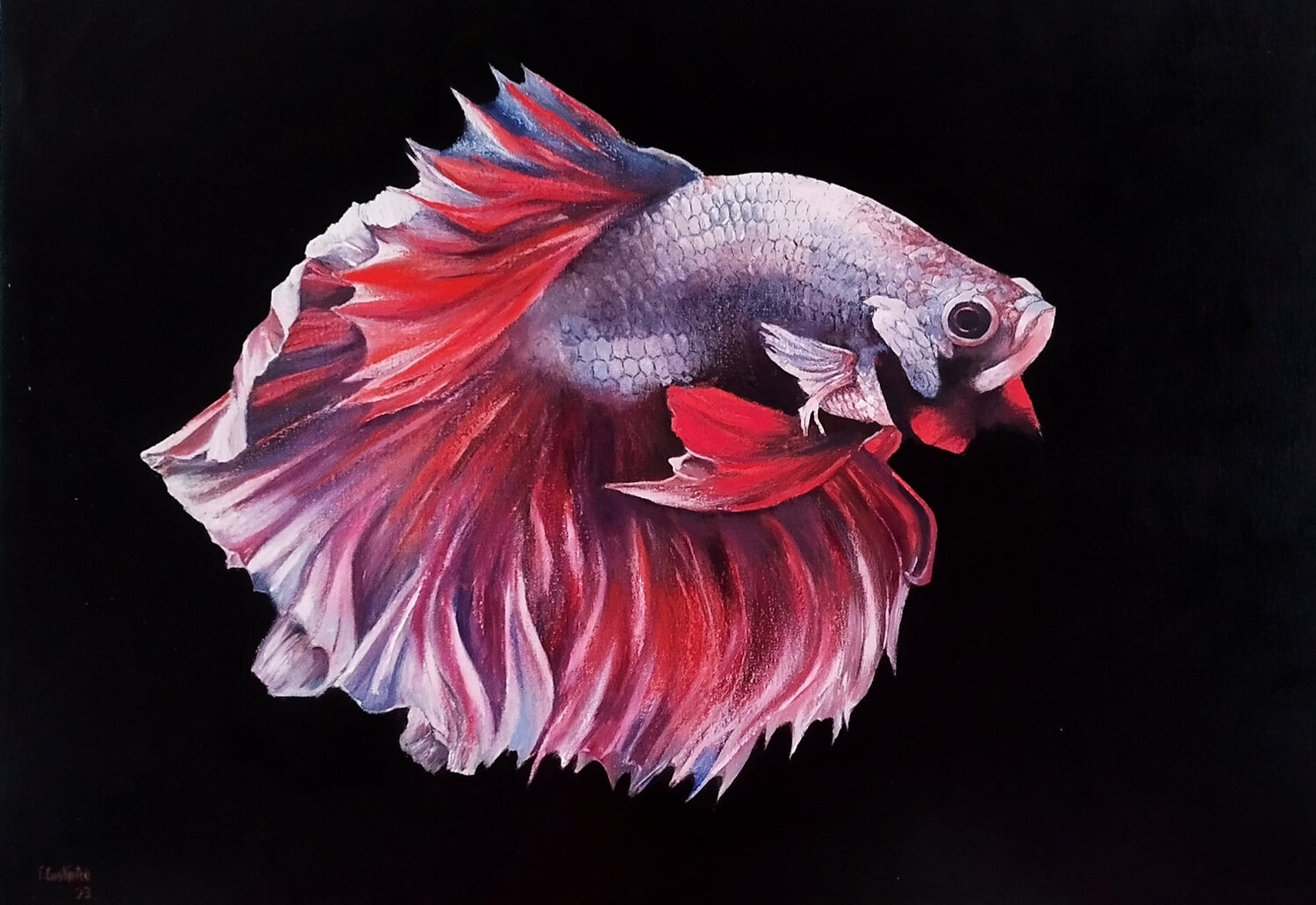 Pez bailarina Tomás Castaño Original painting for sale