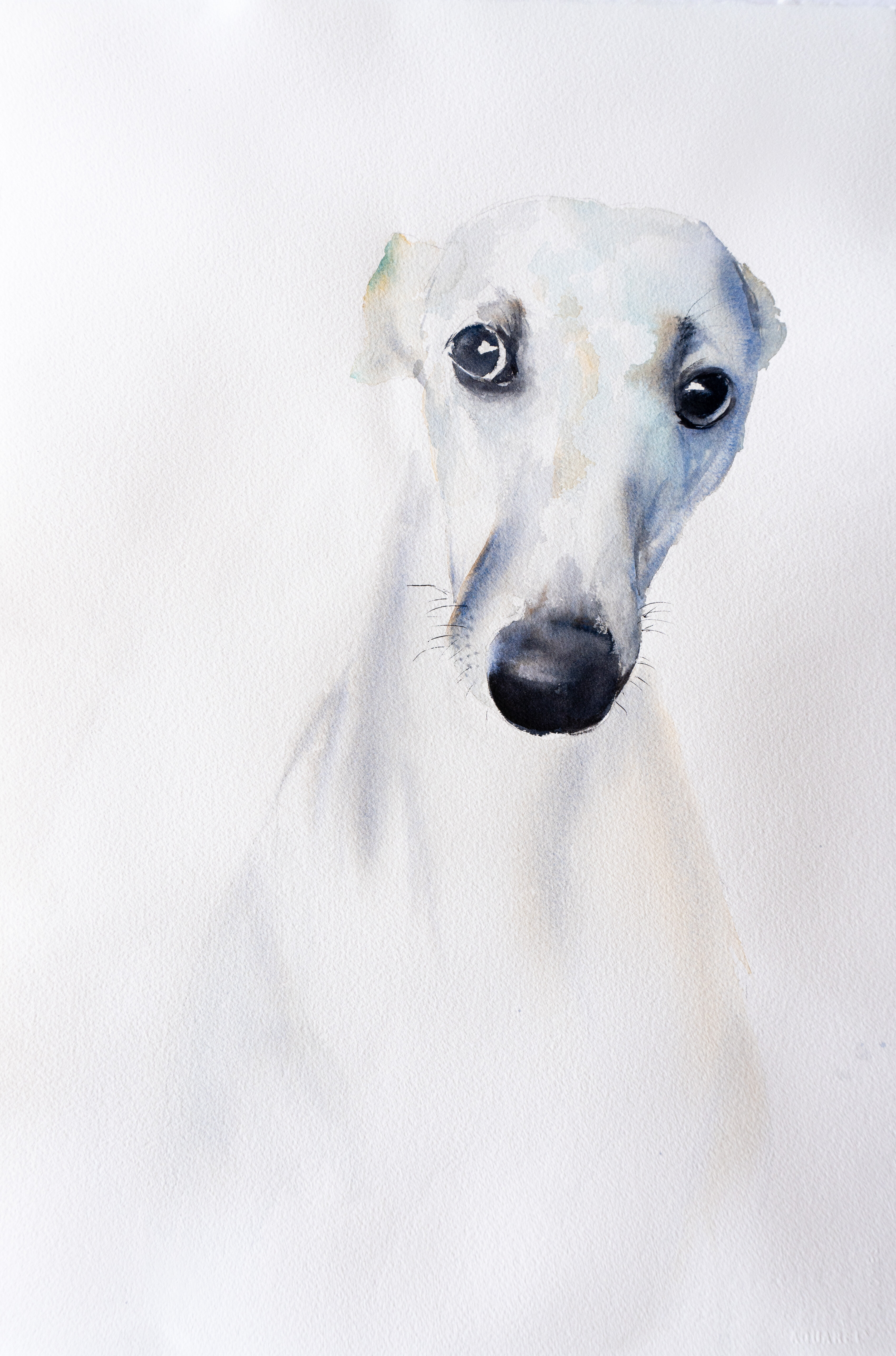 *** Greyhound I ***