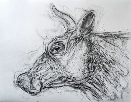 "Kuhkopf" (von der Seite) by Wolfgang Eckert, Drawing for Sale on Select