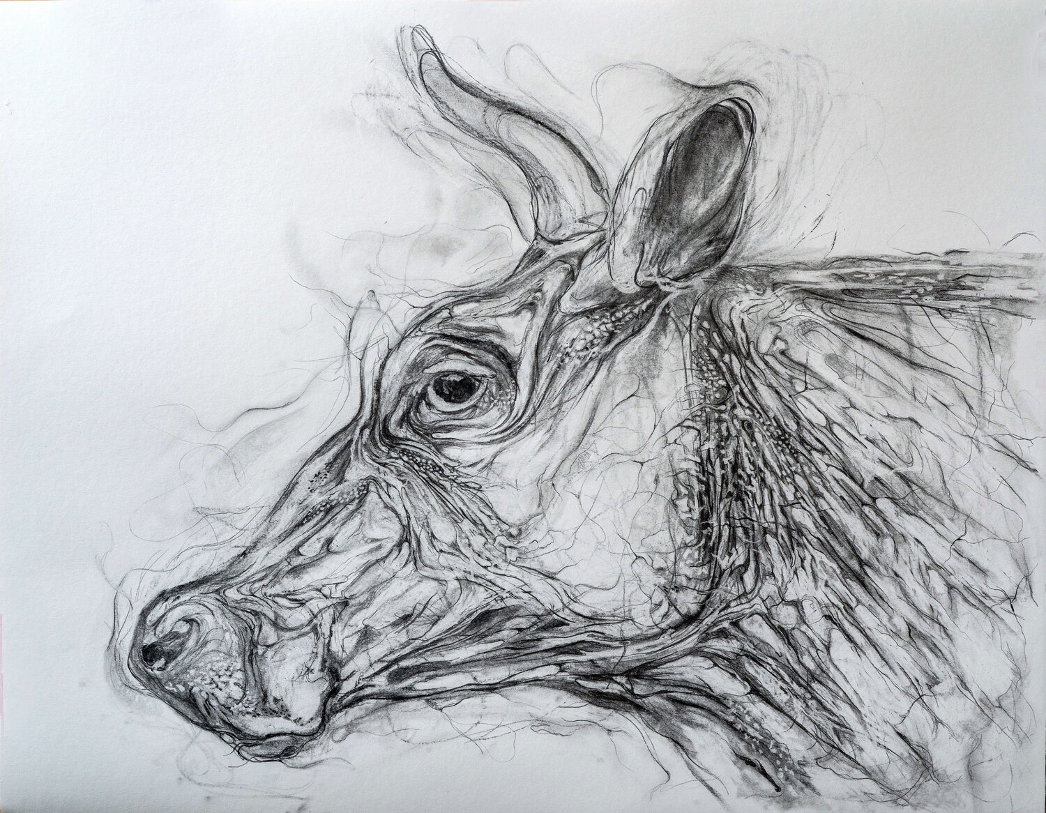 "Kuhkopf" (von der Seite) Wolfgang Eckert Drawing for sale