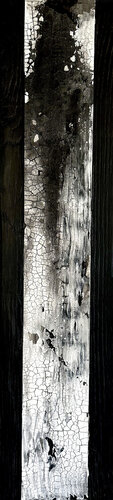 Black Cypress by Susan Handau, Painting for Sale on Select
