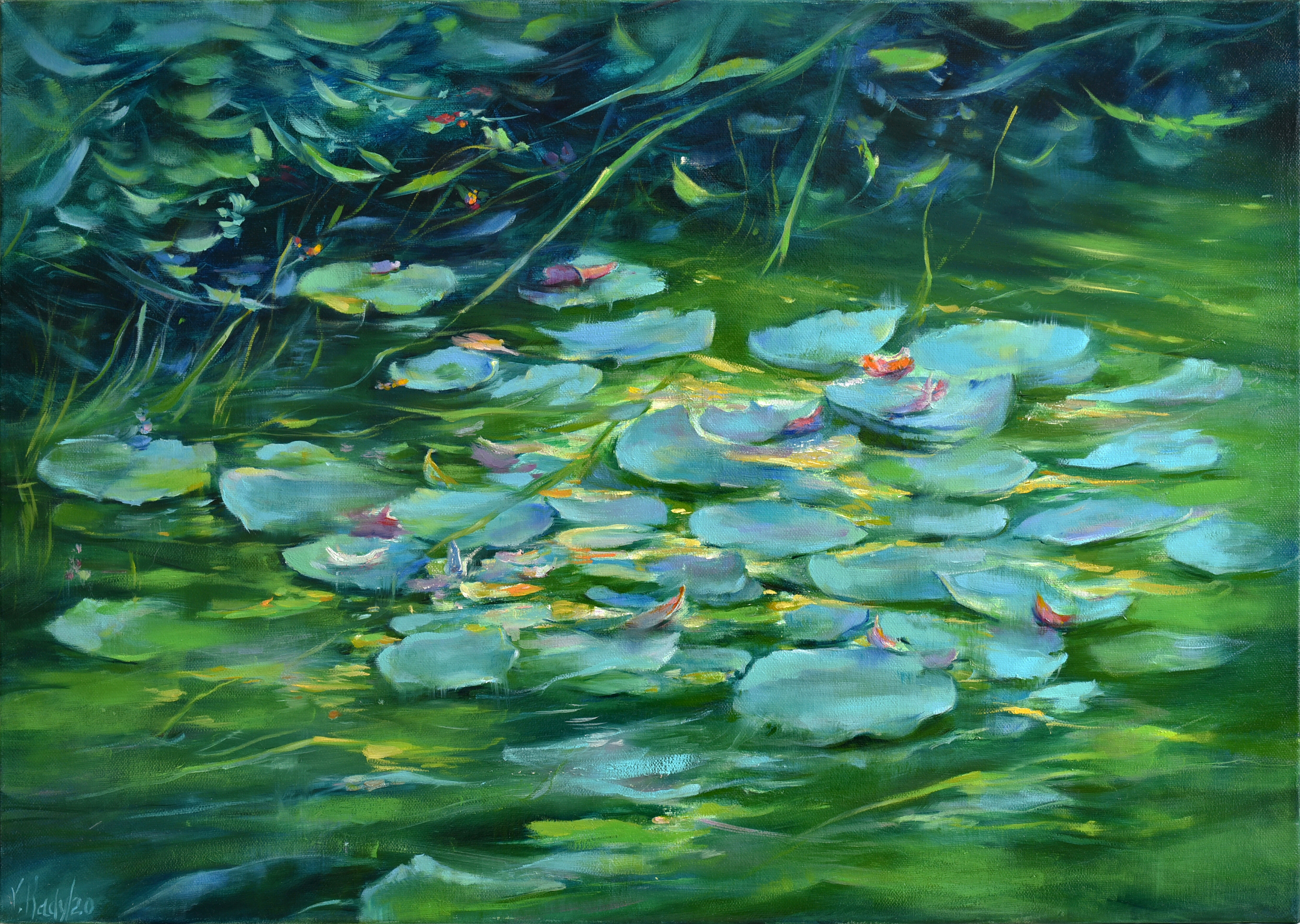 Morning Water Lilies