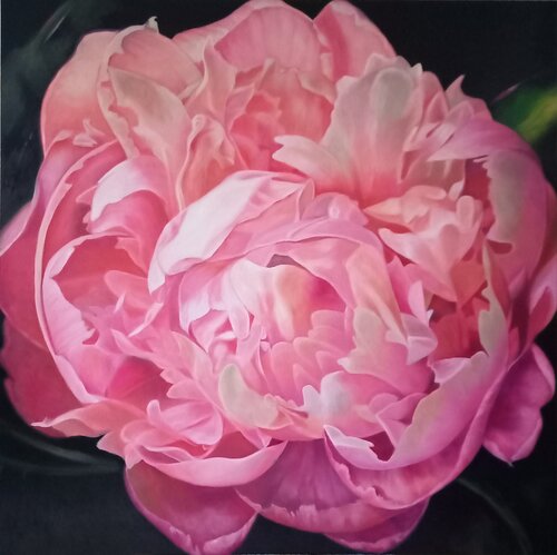 Pink Peony by richard jurtitsch, Painting for Sale on Select