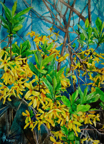 Forsythia. Early Spring Blooms by Zhanna Kondratenko, Painting for Sale on Select