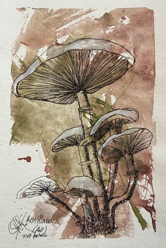 Mushrooms - Armillaria Shrooms by Mariam Qureshi, Drawing for Sale on Select