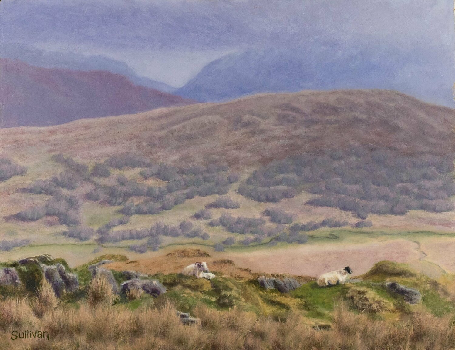 Irish Sheep Shawn Sullivan Original painting for sale