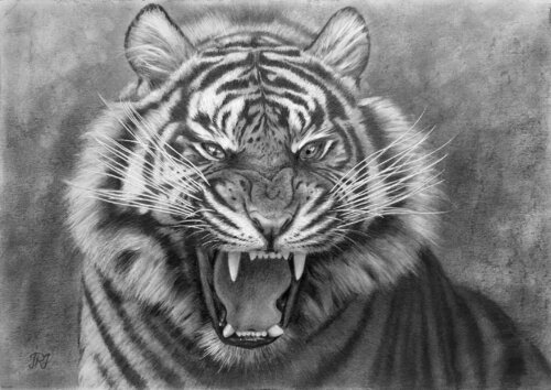 El Rugido del Tigre by Javier Ramos Julián, Drawing for Sale on Select