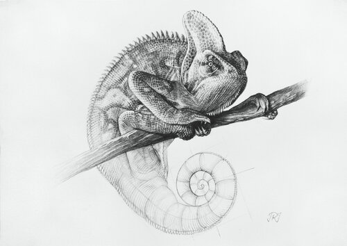 El Camuflaje del Camaleón by Javier Ramos Julián, Drawing for Sale on Select