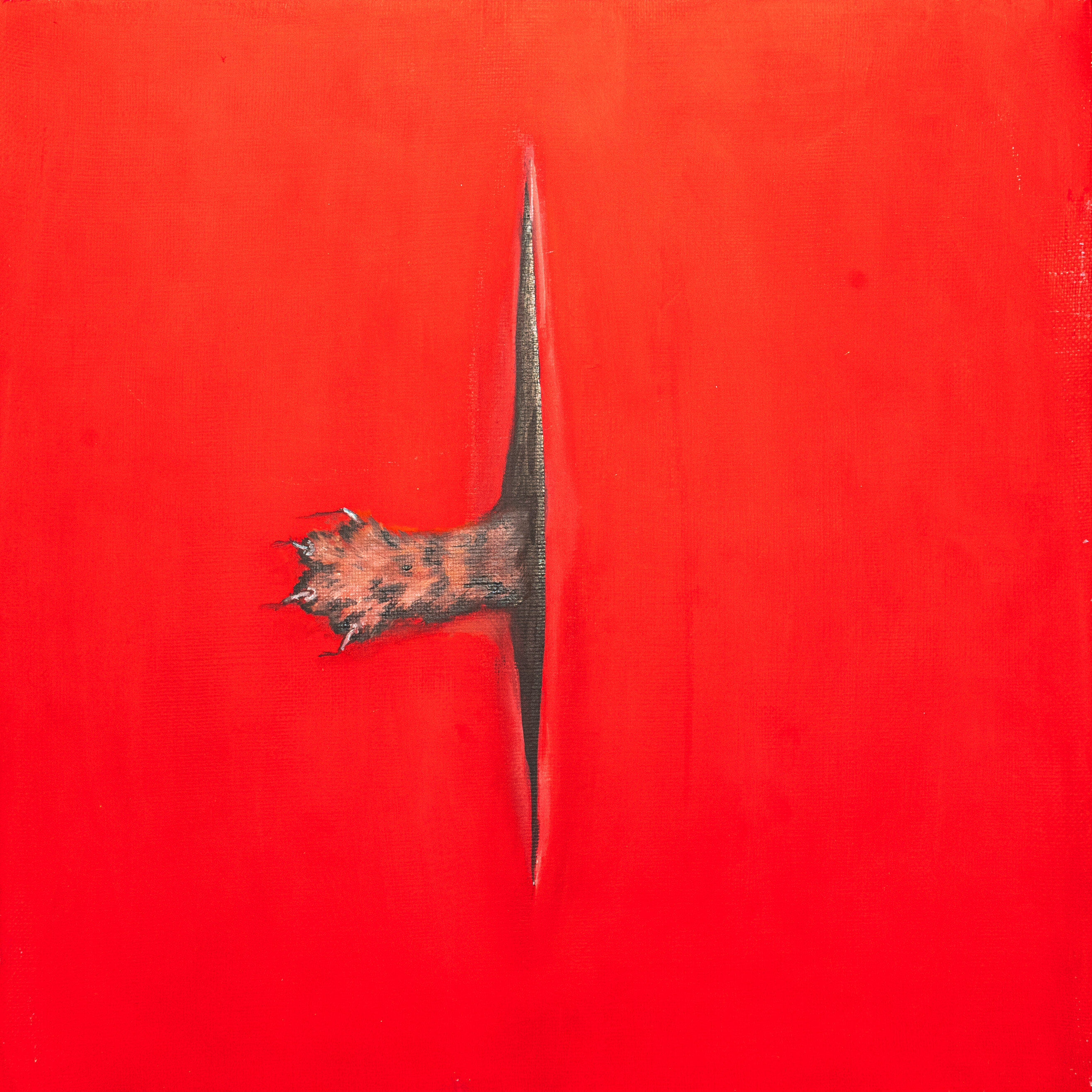 Feline Spatial Concept | Contemporary Cat Painting Inspired by Lucio Fontana