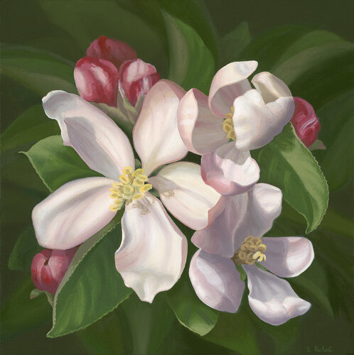 Apple Blossoms by Elizabeth Rickert, Painting for Sale on Select