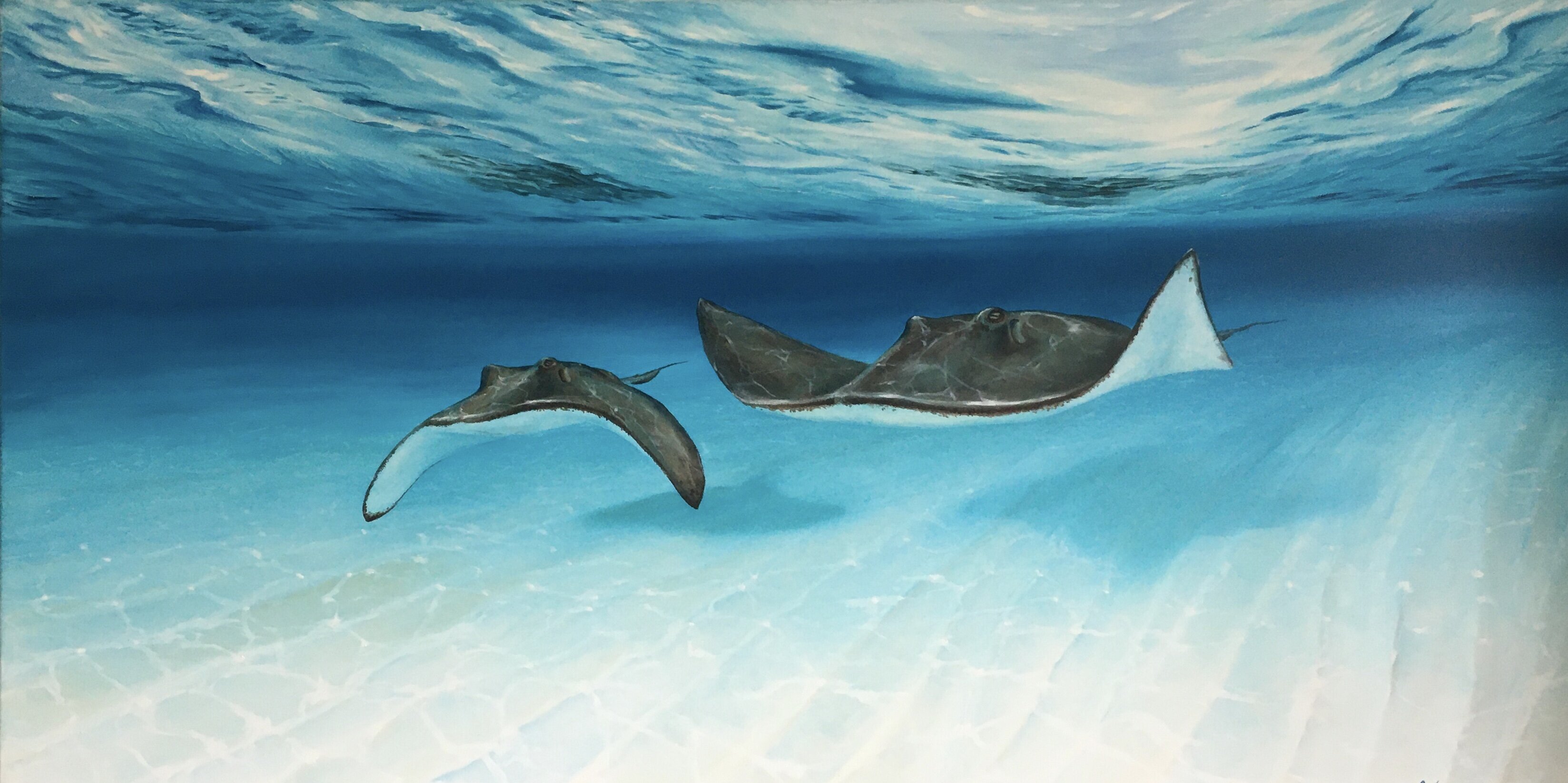 Topic Stingray paintings