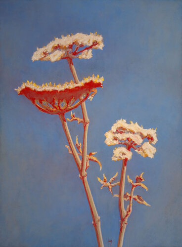 Carotte sauvage, rouge by François Cusson, Painting for Sale on Select