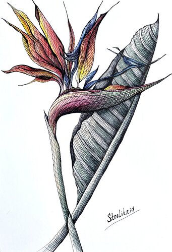 ORANGE STRELITZIA DRAWING von Tuzhilkina Maria, Zeichnungen kaufen auf Select