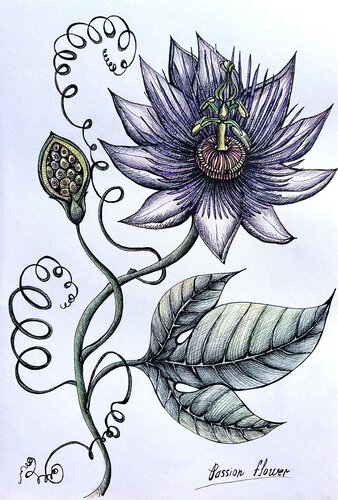 PASSION FRUIT FLOWER von Tuzhilkina Maria, Zeichnungen kaufen auf Select