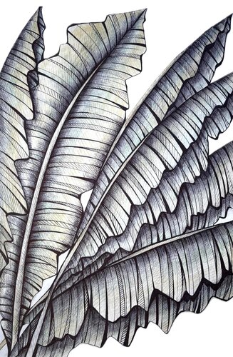 BANANA LEAVES DRAWING by Tuzhilkina Maria, Drawing for Sale on Select