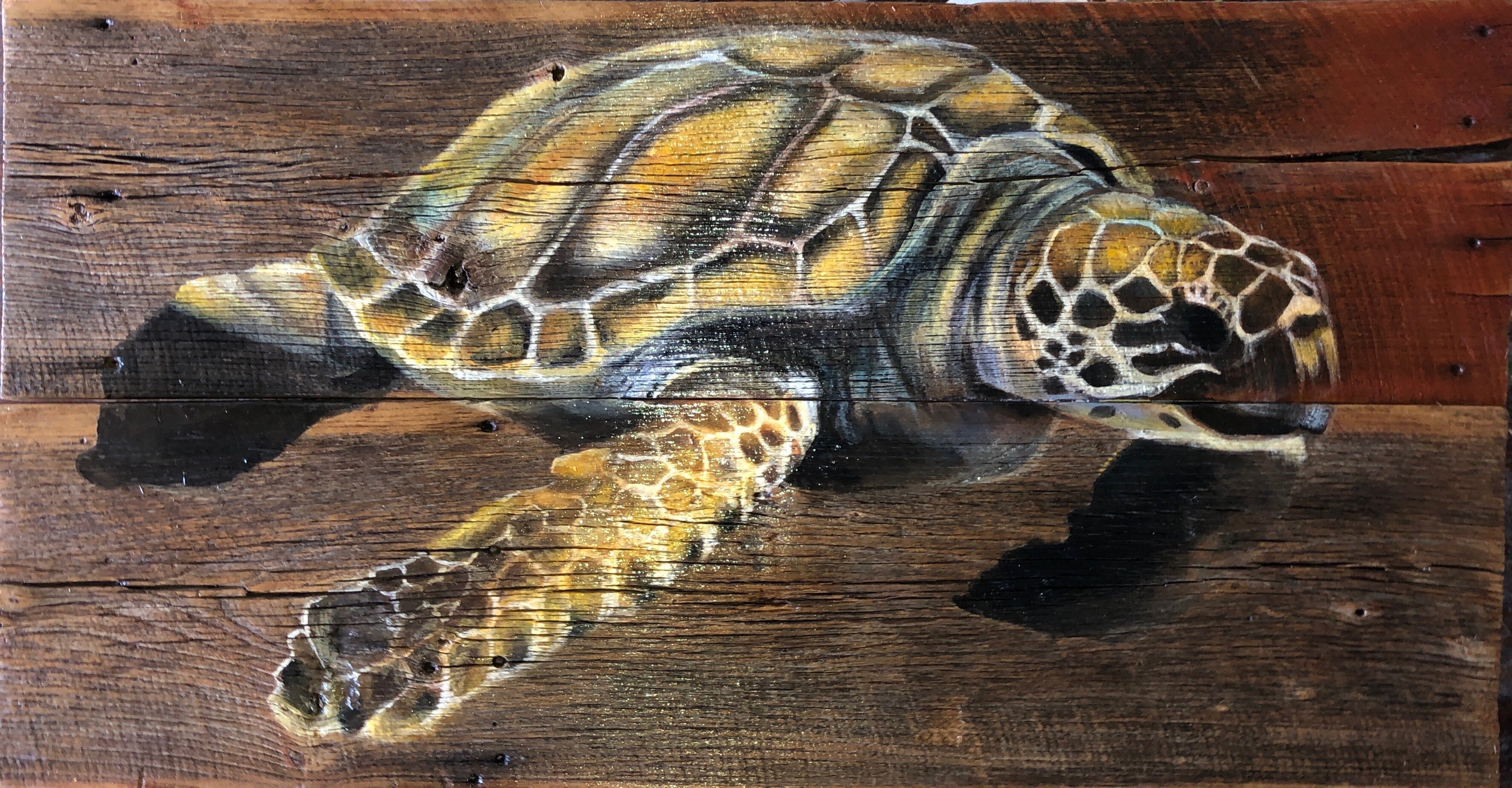 Loggerhead Turtle on Barnwood