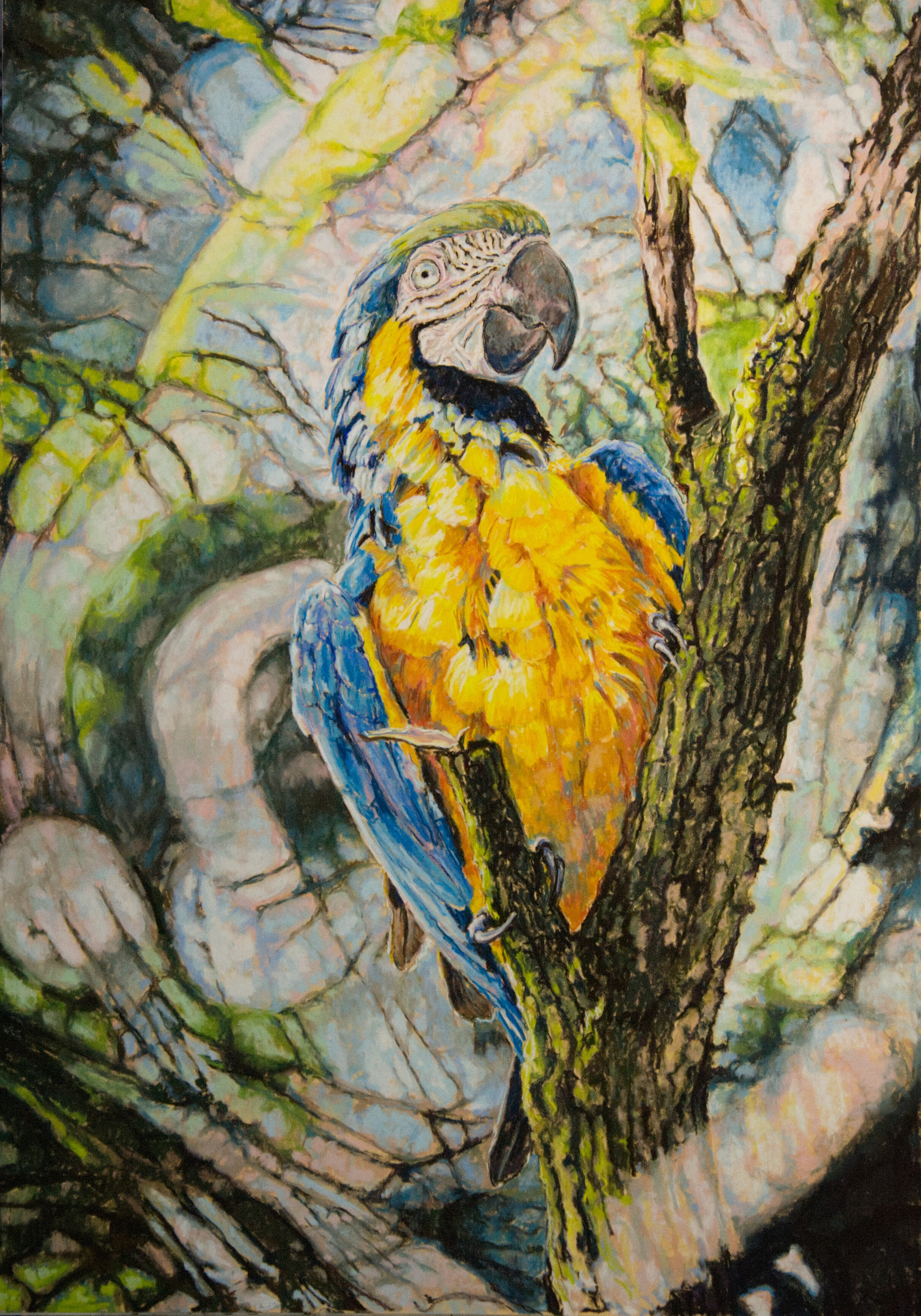 Topic Macaw paintings