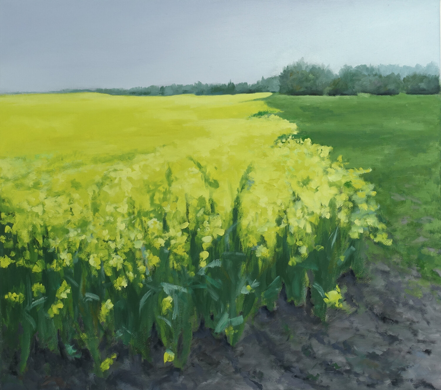 Rapsfeld 8 Leni Winkelmann Original painting for sale