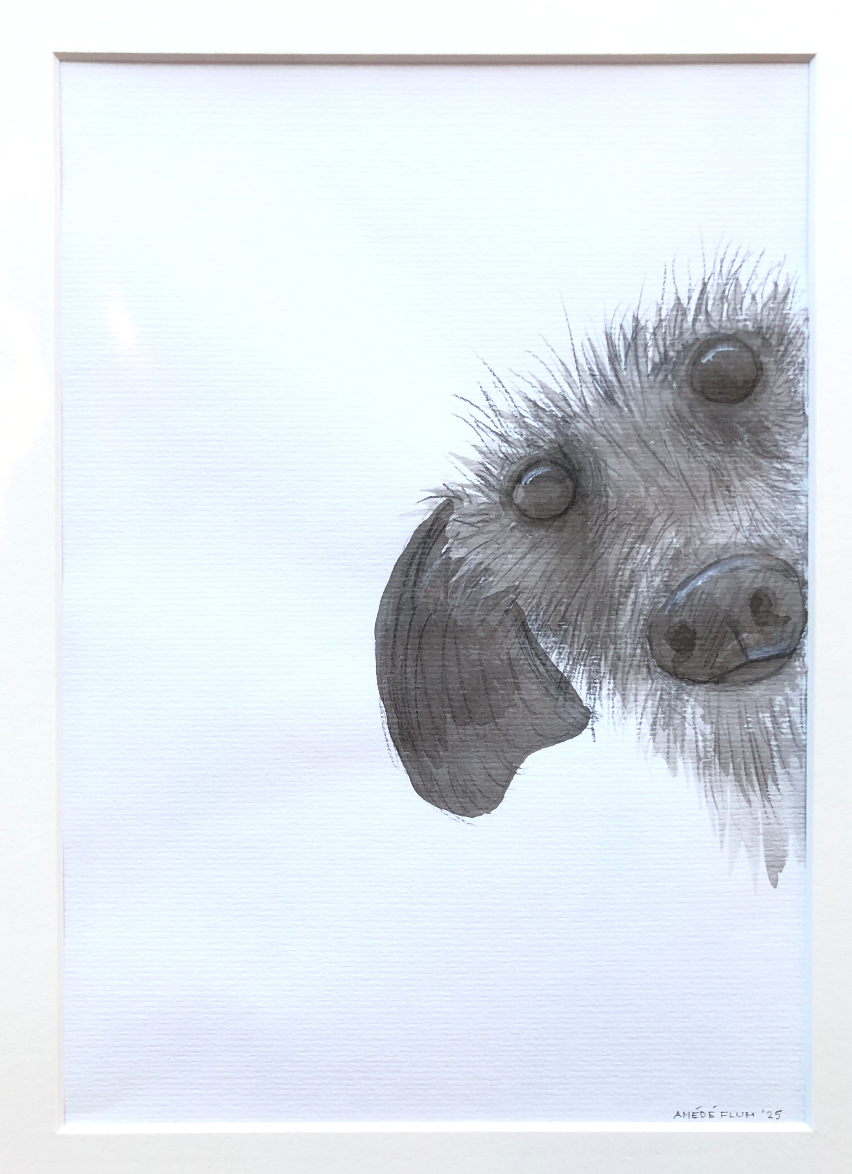 Greyhound