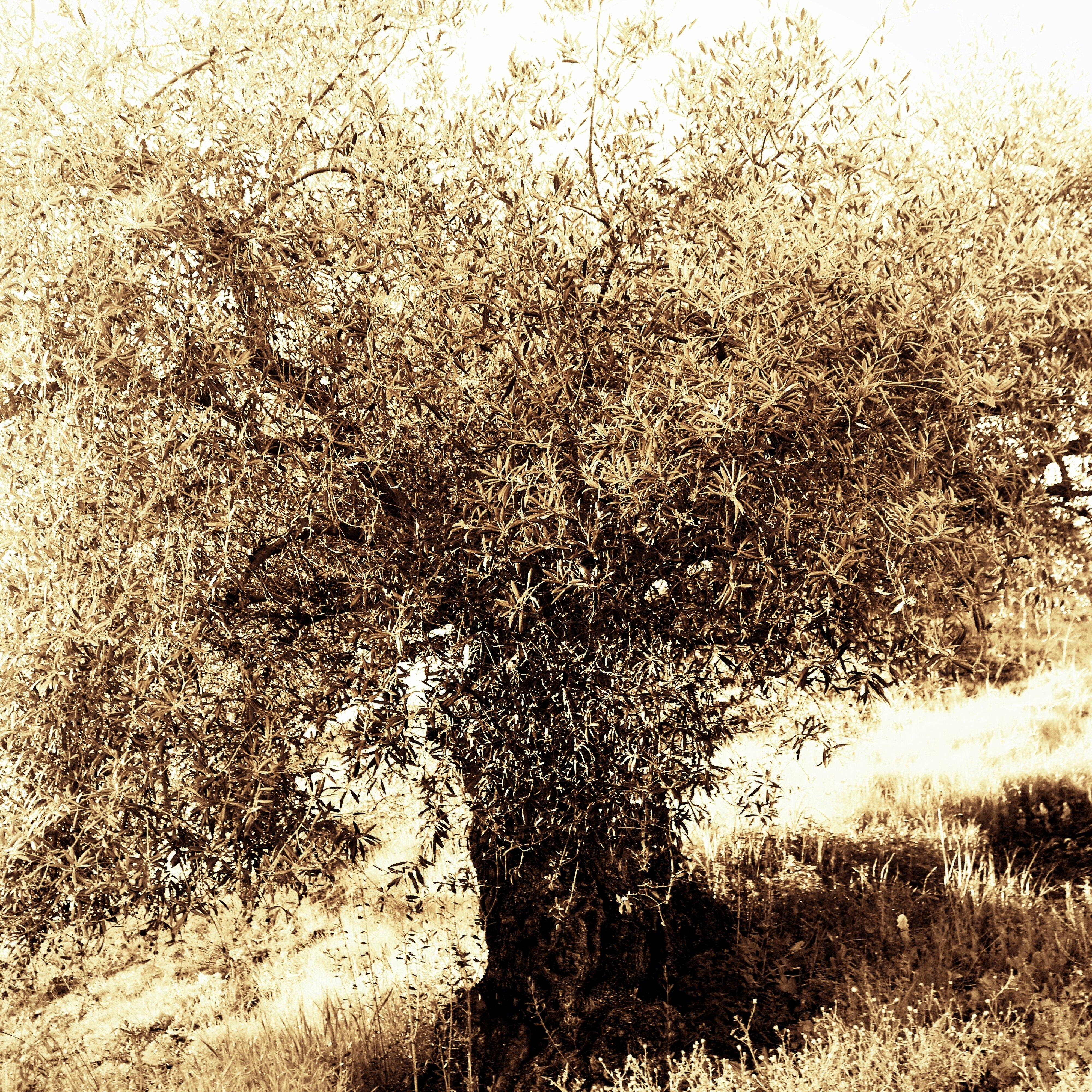 El olivo