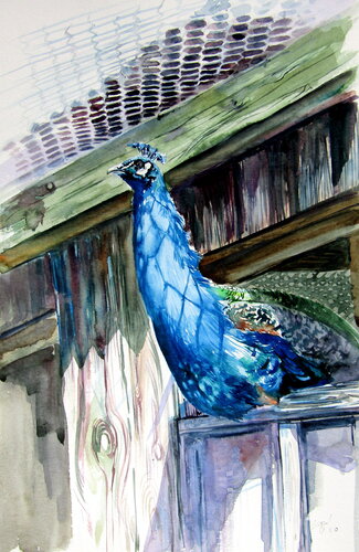Peacock by Anna Brigitta Kovacs, Painting for Sale on Select