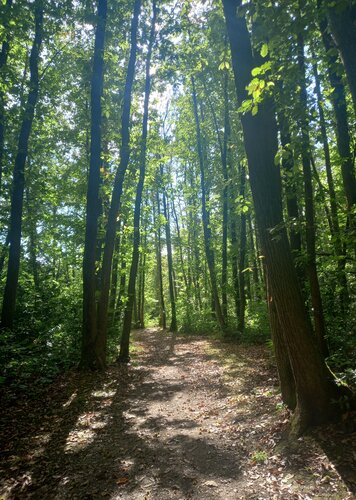 Route et forêt parisienne by Artiste H. E., Photography for Sale on Select