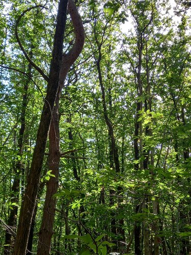 Arbres by Artiste H. E., Photography for Sale on Select