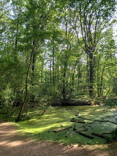 Arbres et eau by Artiste H. E., Photography for Sale on Select