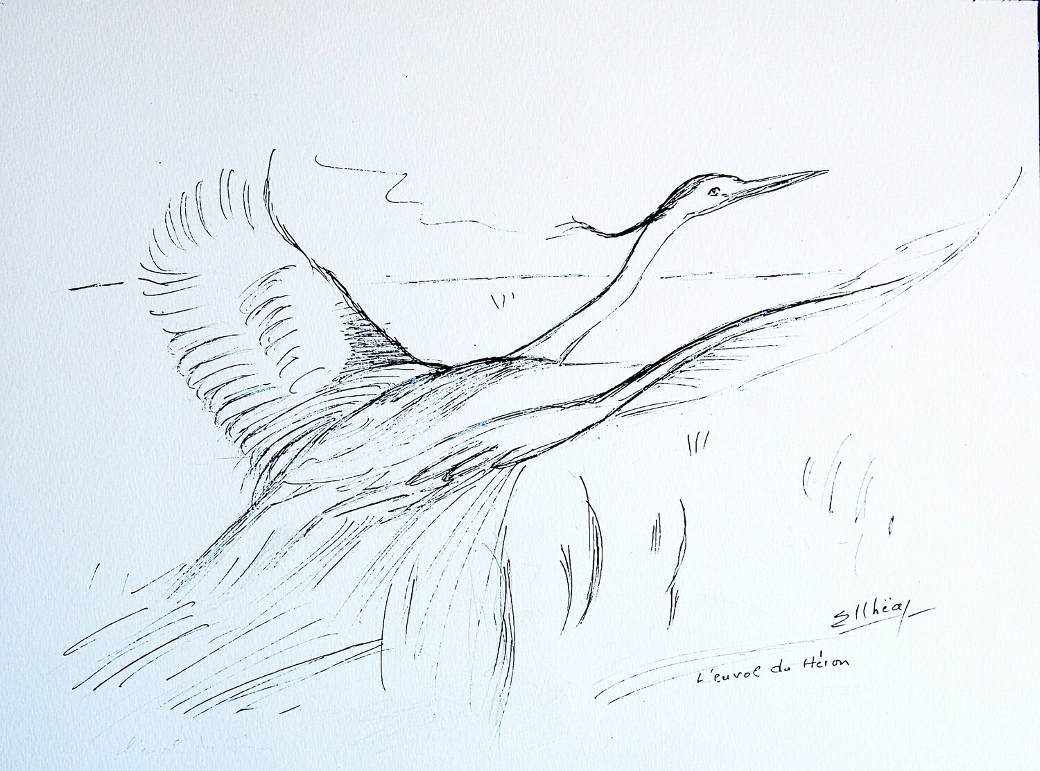 L'envol du Héron - The Heron Takes Flight Marie-Claude ELLHËA Drawing for sale