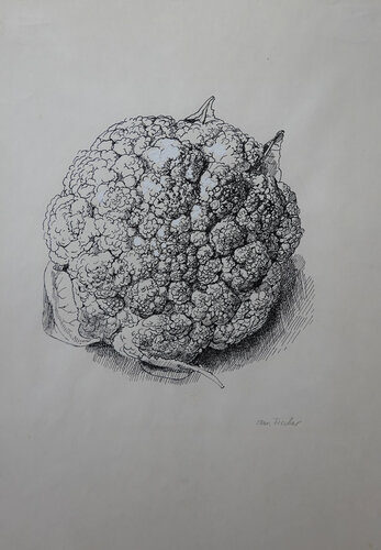 Blumenkohl by Christoph Fischer, Drawing for Sale on Select