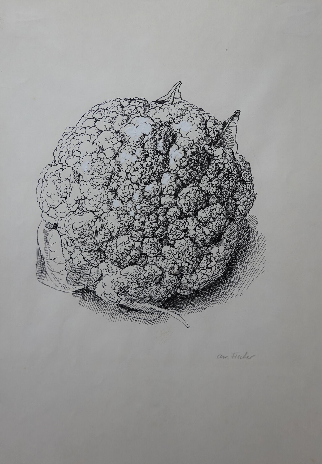 Blumenkohl Christoph Fischer Drawing for sale