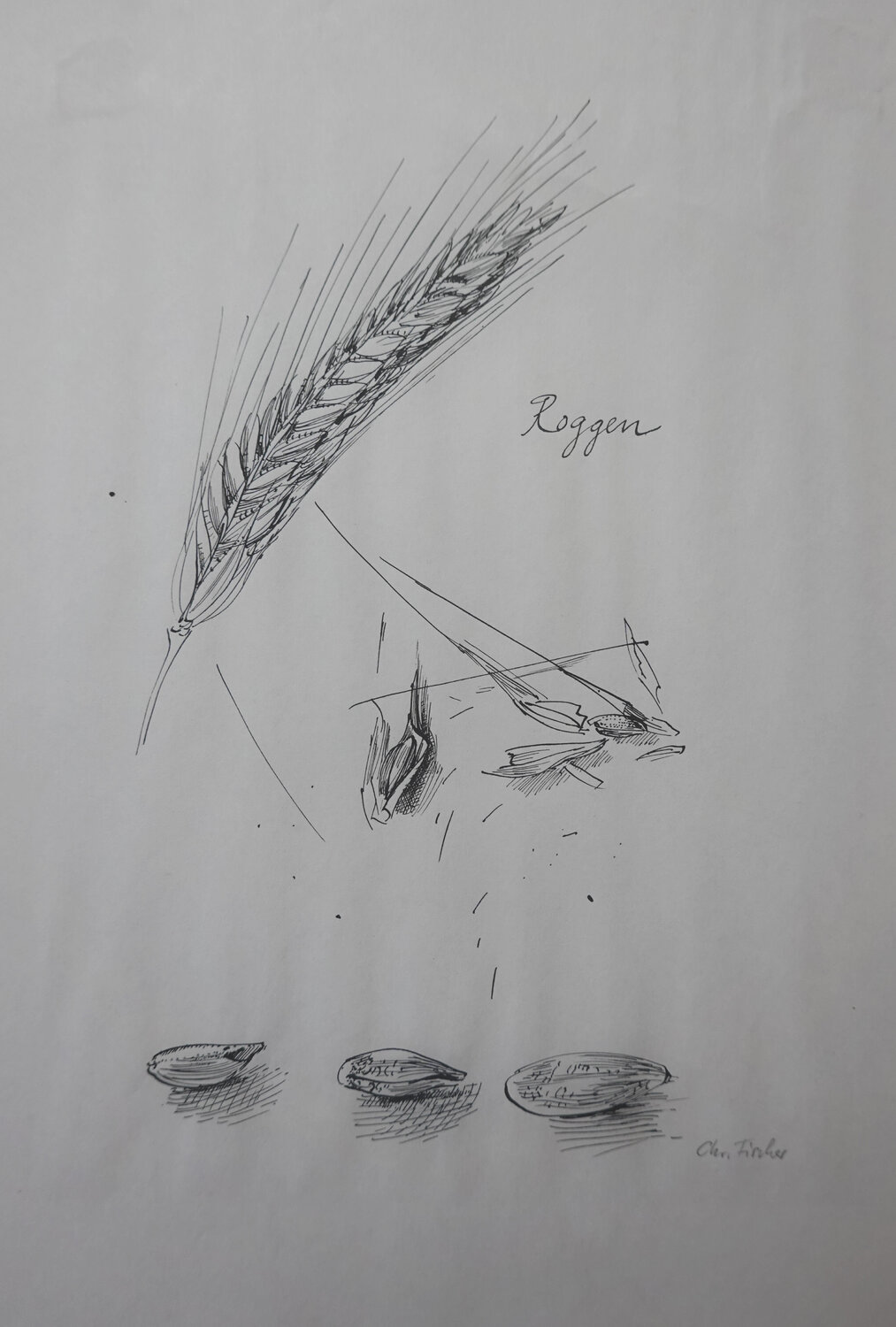 Roggen Christoph Fischer Drawing for sale