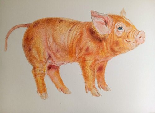 PIG by Daniela Vasileva, Painting for Sale on Select