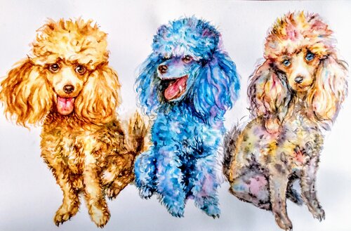 Golden, blue and pink toy poodles by Daniela Vasileva, Painting for Sale on Select