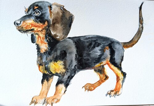 Dachshund dog pet by Daniela Vasileva, Painting for Sale on Select