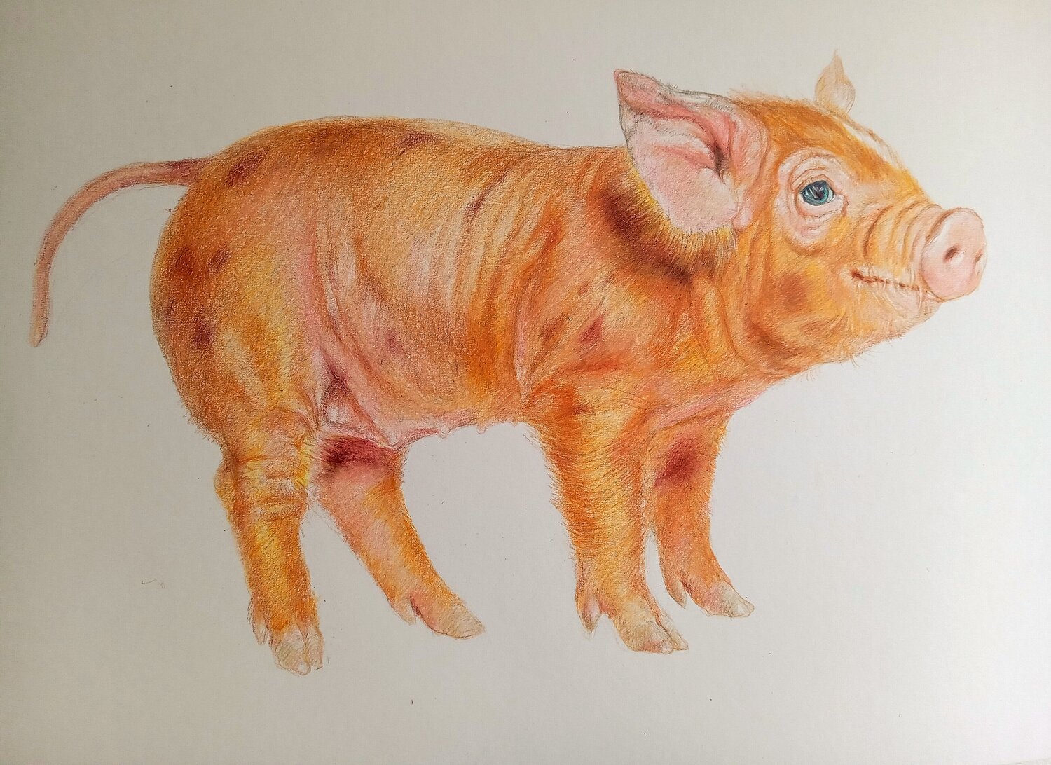 PIG Daniela Vasileva Original painting for sale