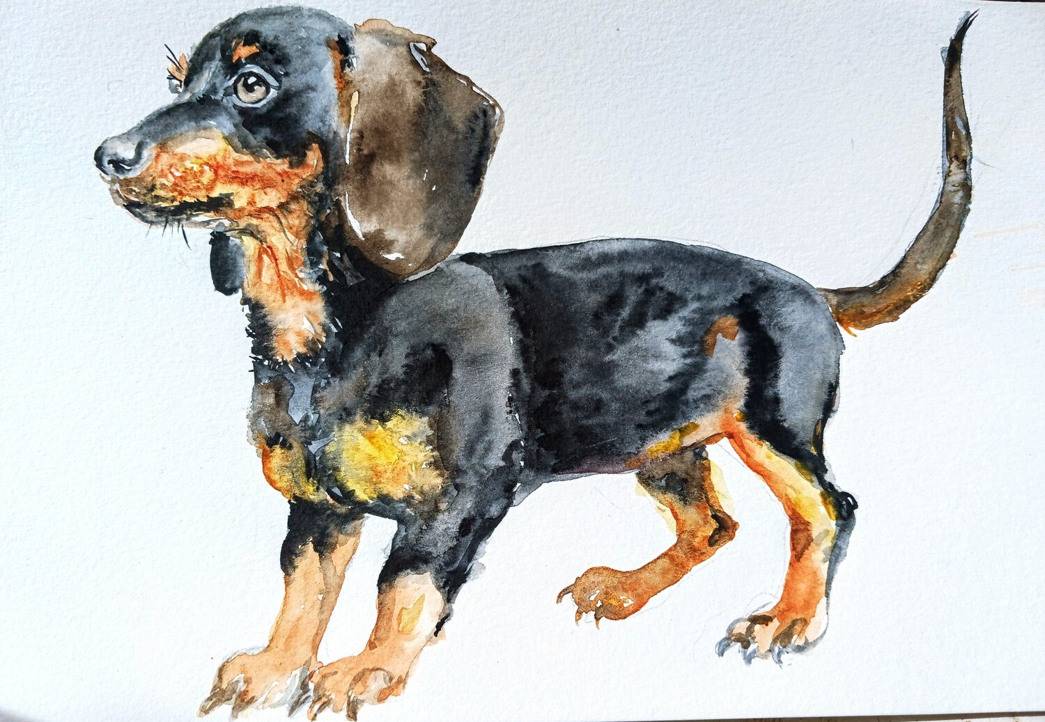 Dachshund dog pet Daniela Vasileva Original painting for sale