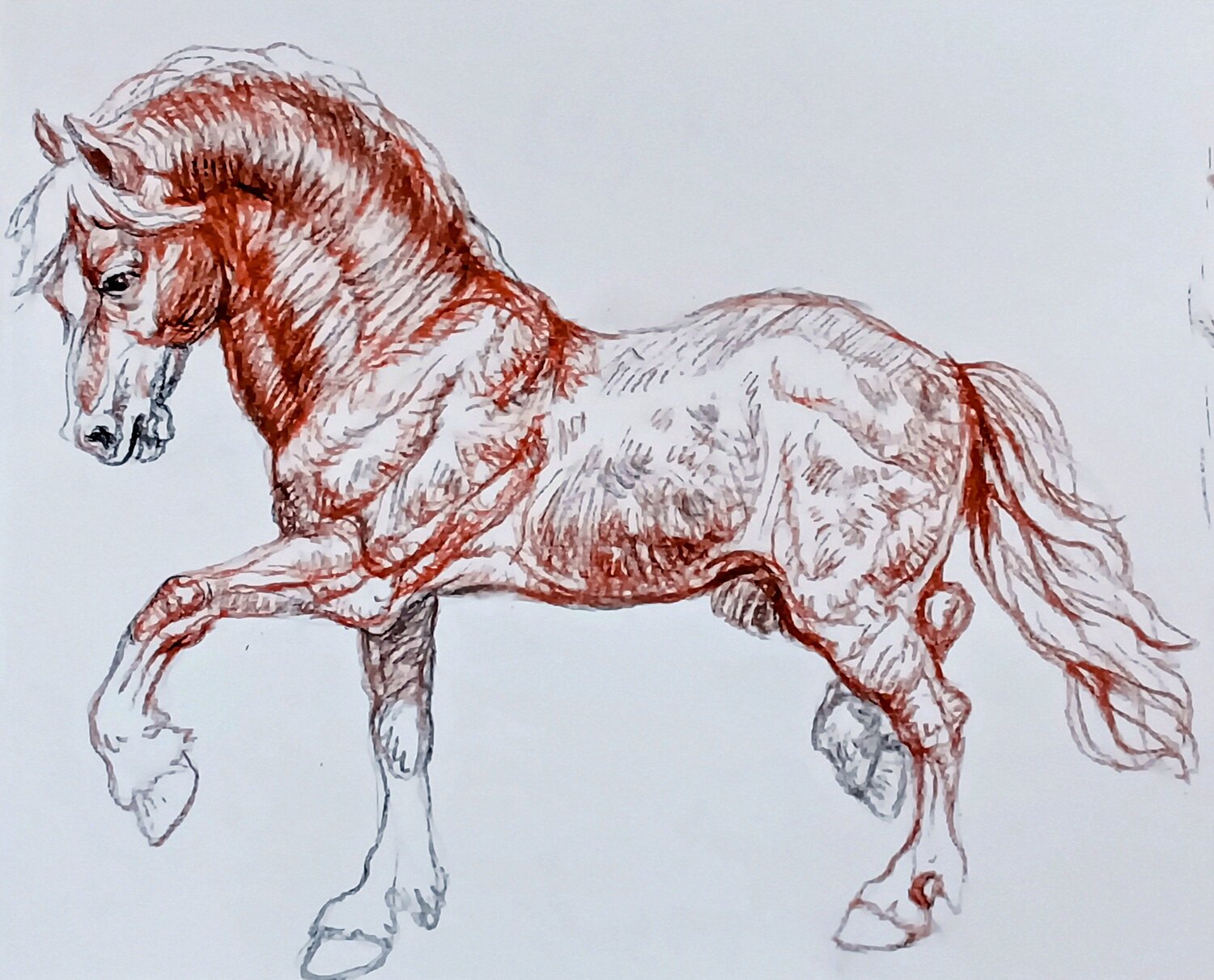 Dappled Horse in motion Daniela Vasileva Drawing for sale