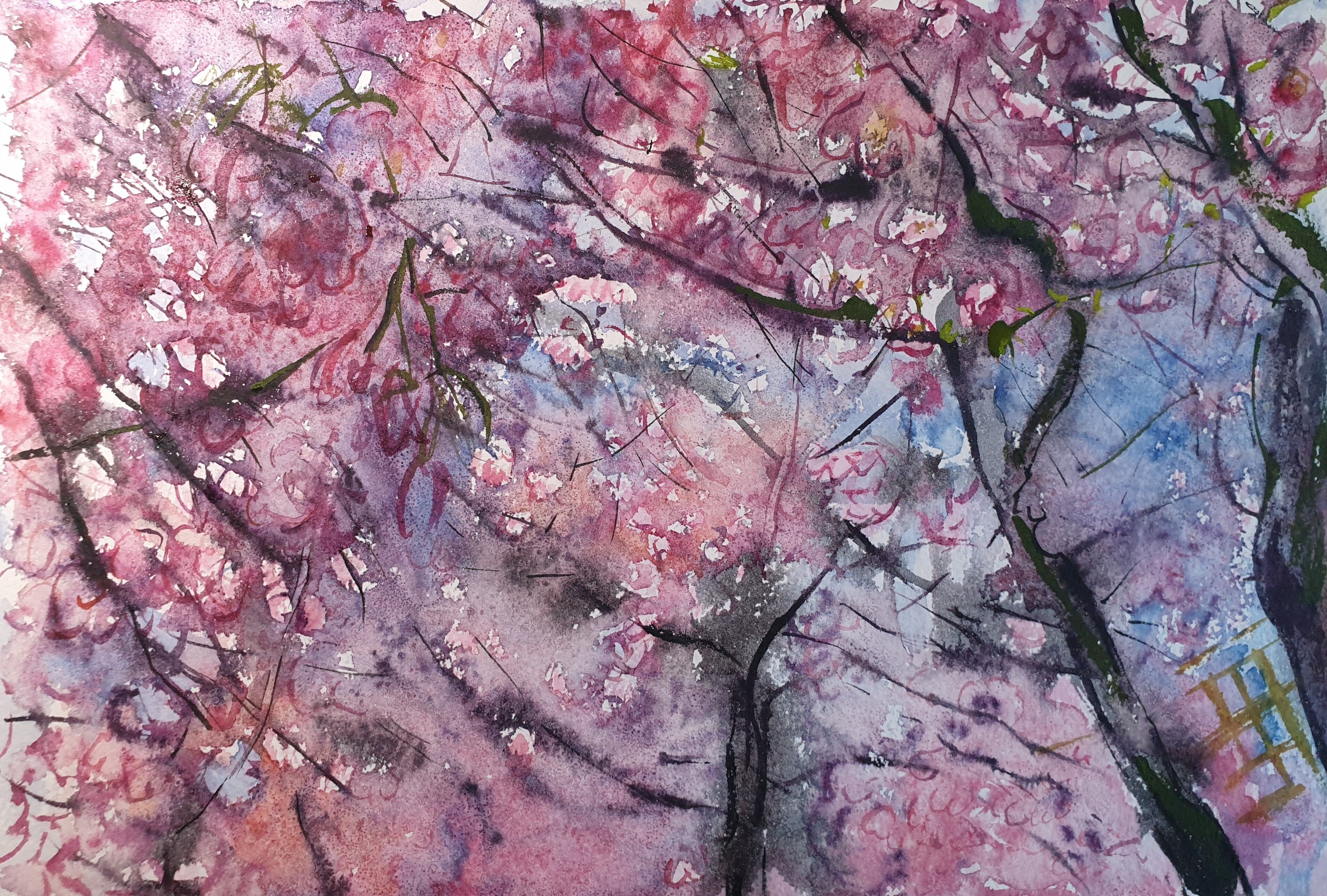 Sakura. Cherry Blossom in Stockholm.