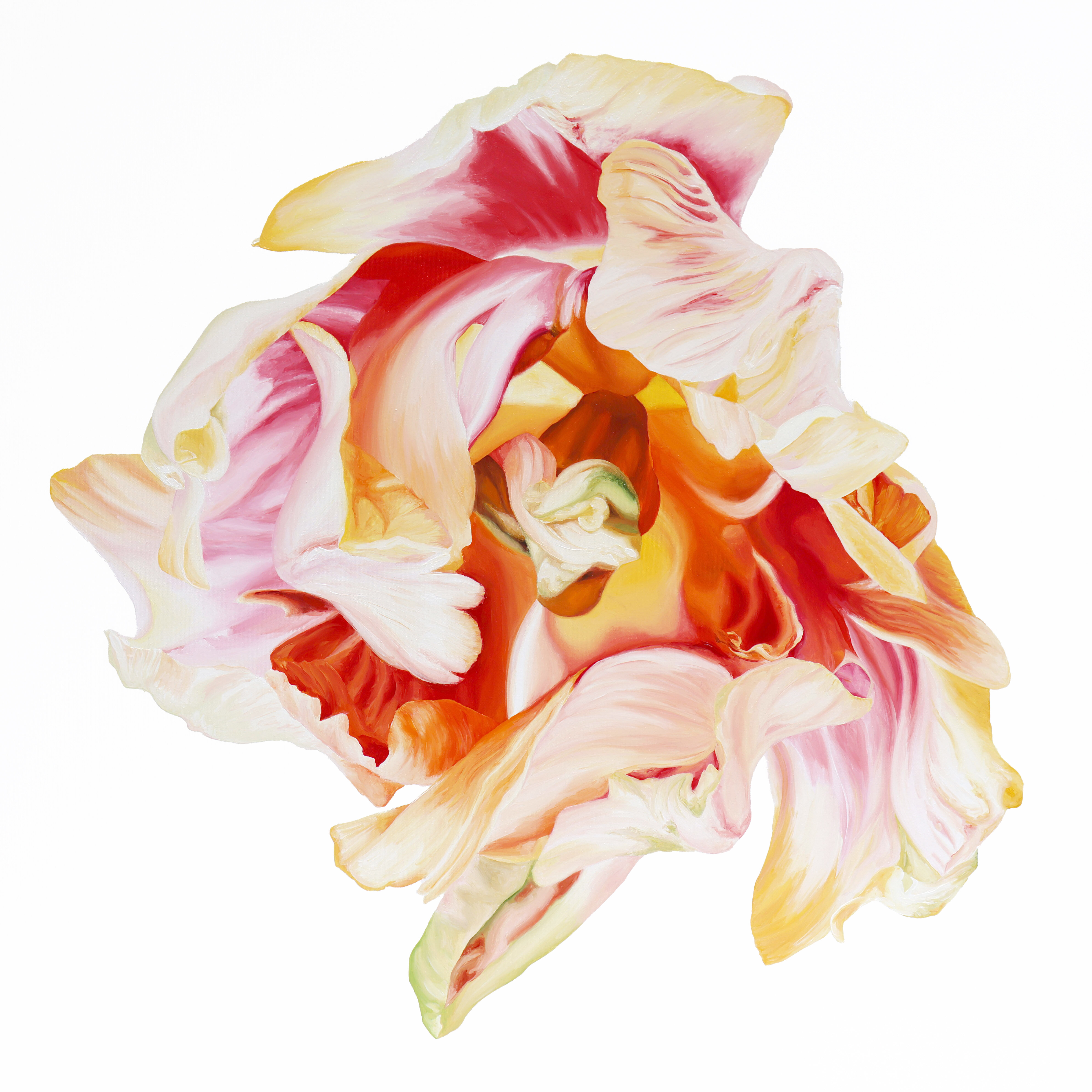 Wonderful Colorful Tulip No.1