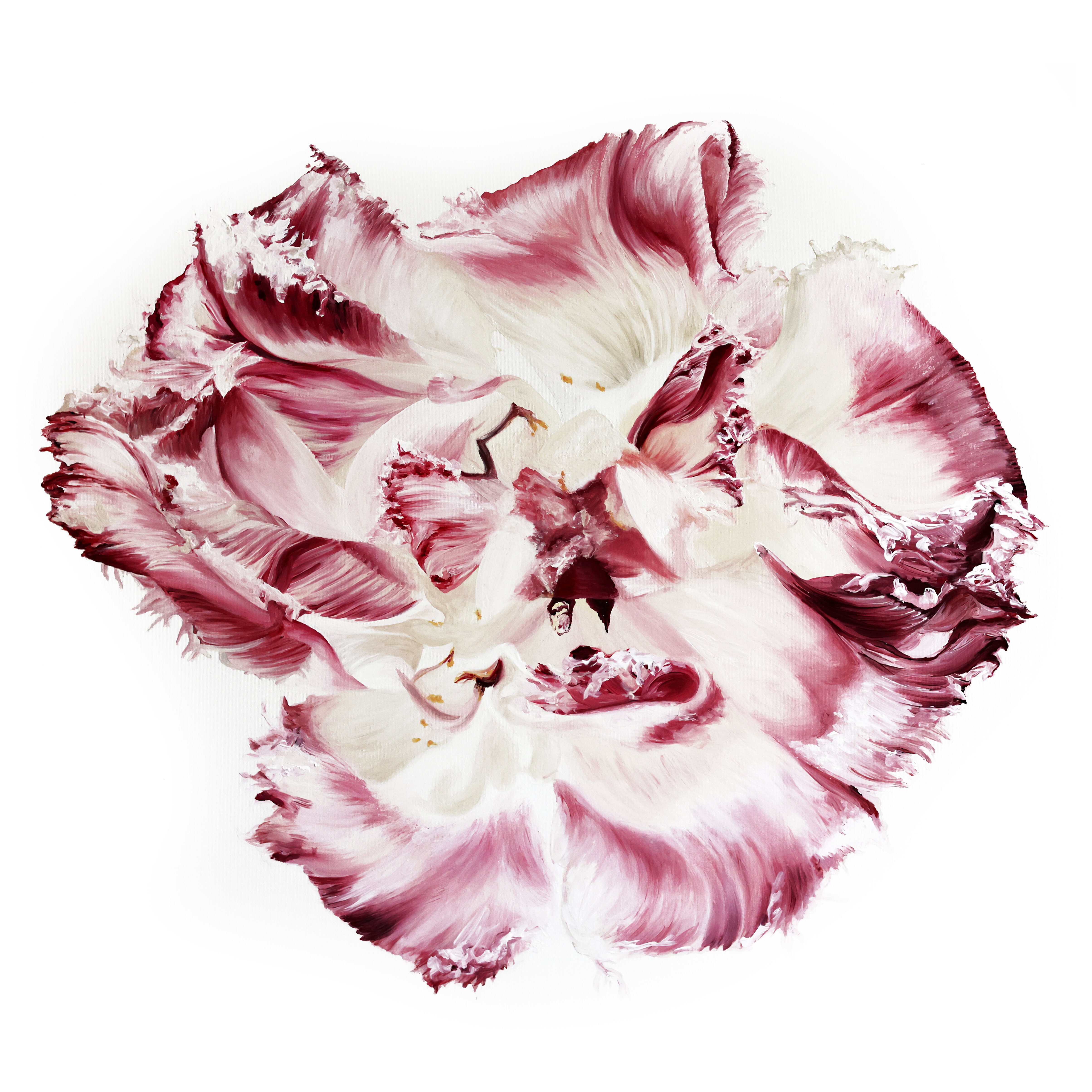 Wonderful Berry Tulip No.1