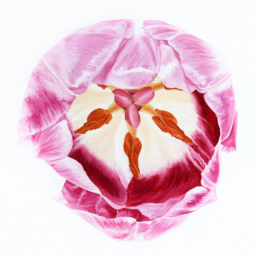 Wonderful Pink Tulip No.3 by Sabine Siewert, Painting for Sale on Select