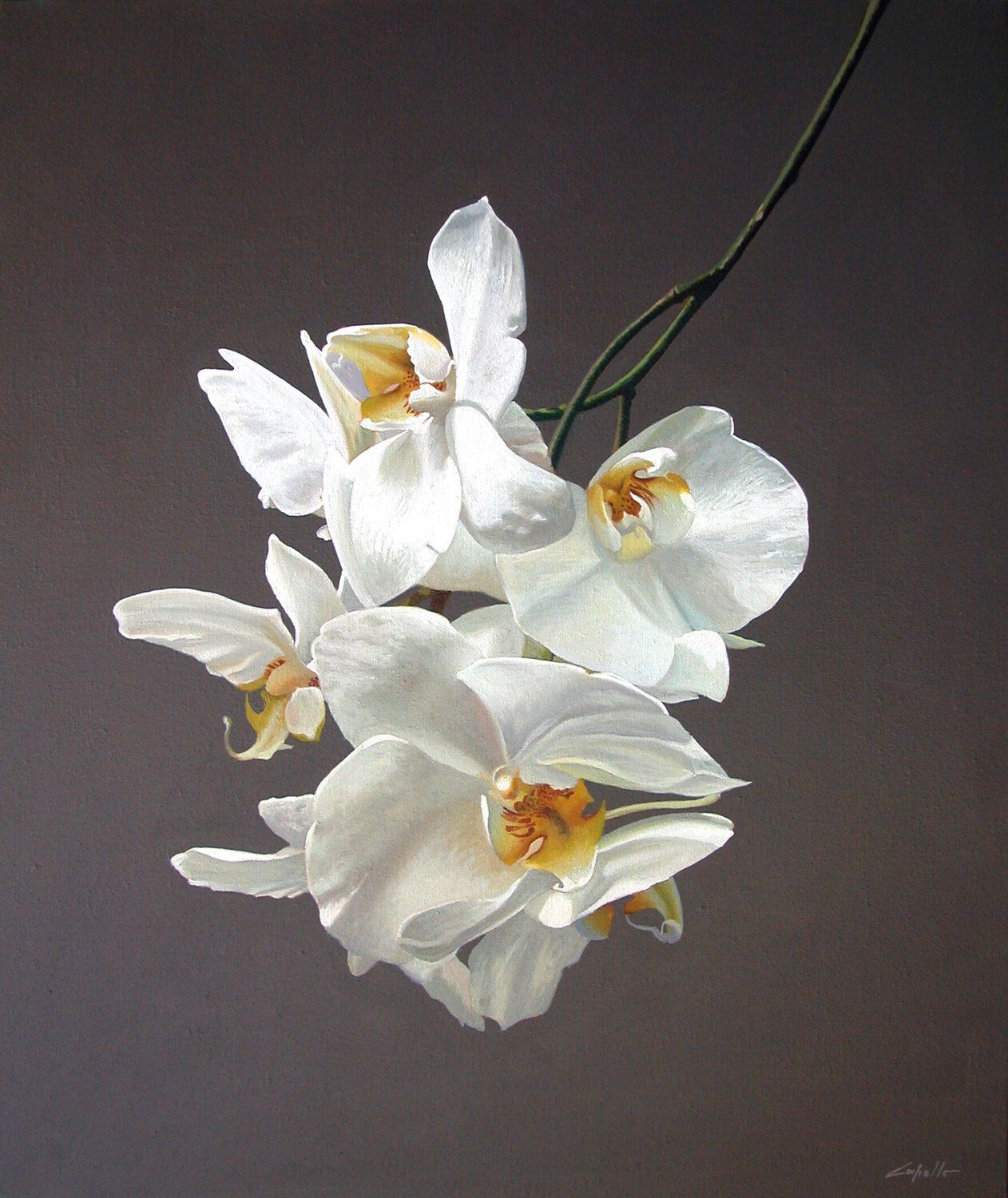 PHALENOPSIS Francesco Capello Original painting for sale