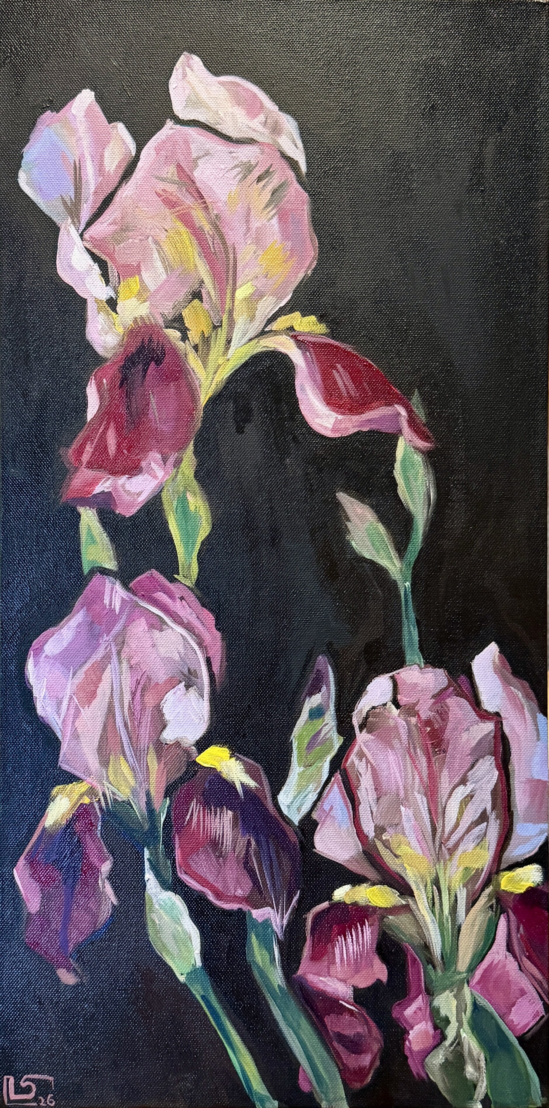 l'Iris du silence Pourpre