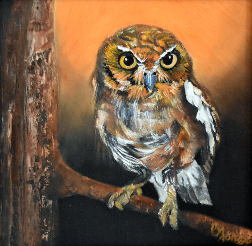 Elf Owl Gaze by Bobbe Jones, Painting for Sale on Select